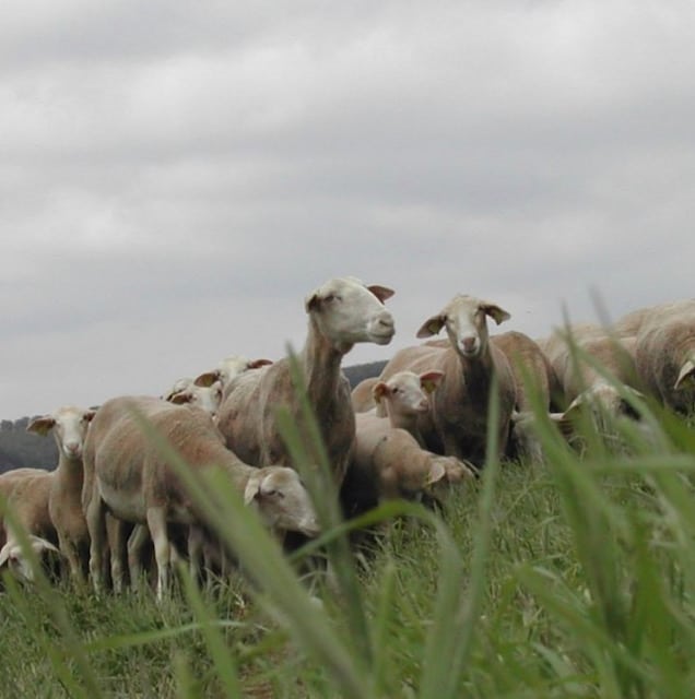 WINDOW enraye la crise de l'énergie en proposant des rideaux en laines françaises réalisées à partir de la toison des quelque 6 millions de moutons qui paturent en France
